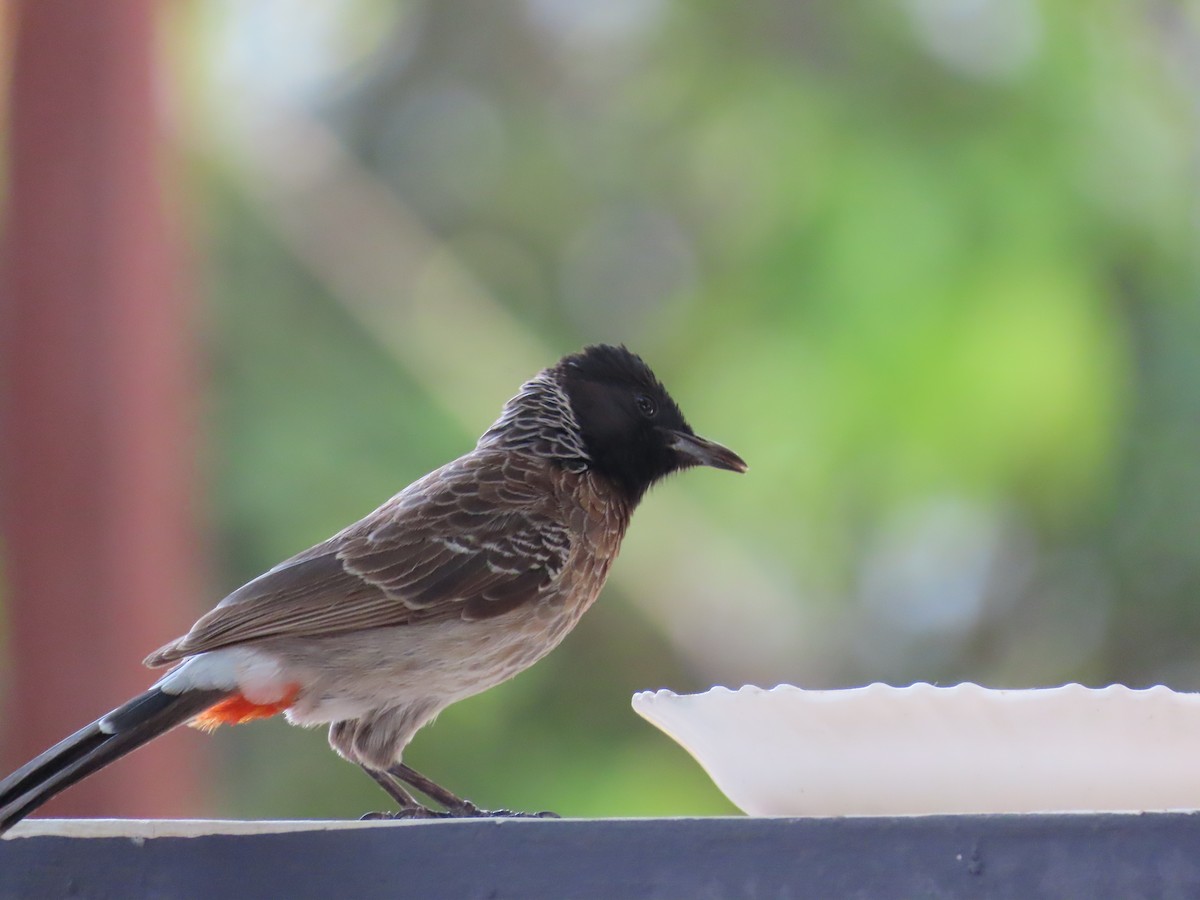 Red-vented Bulbul - ML619760666