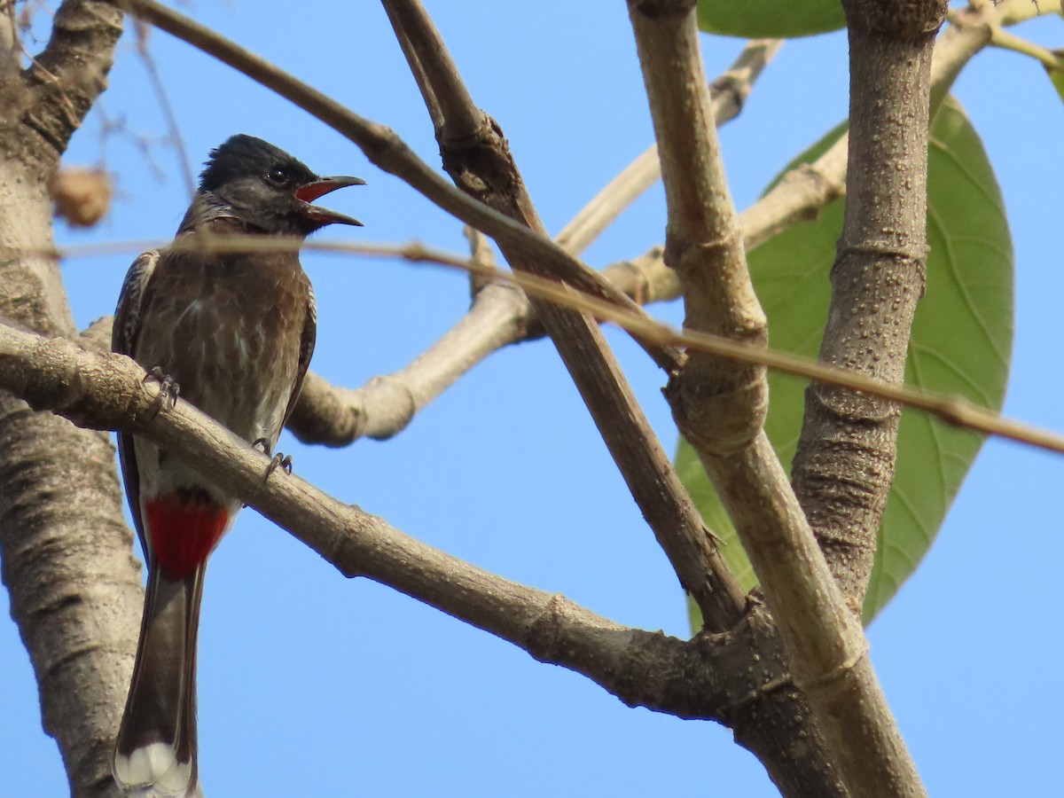 Red-vented Bulbul - ML619760669