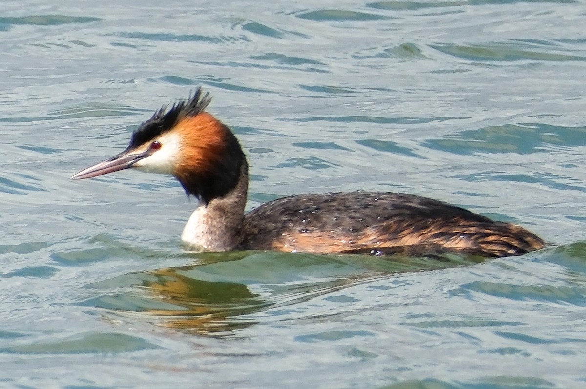 Great Crested Grebe - ML619760690