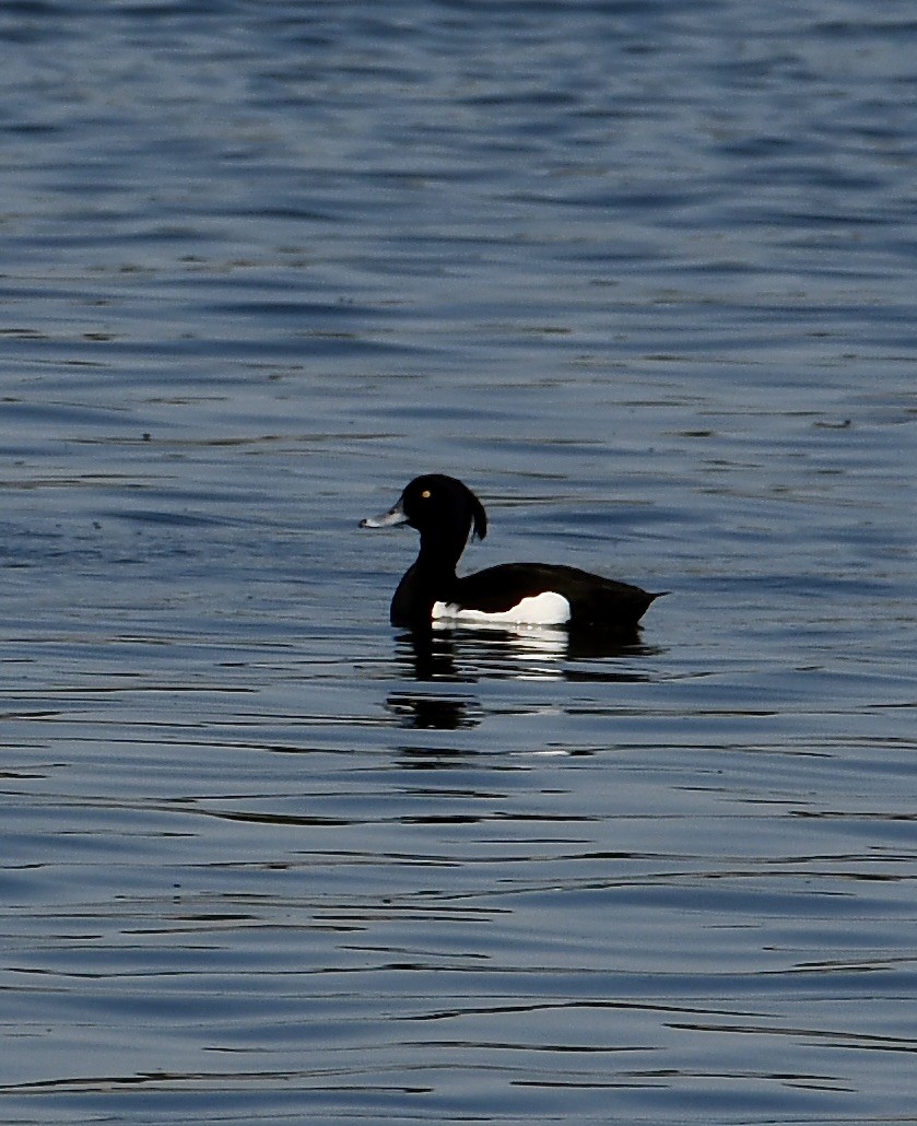 Tufted Duck - ML619760702