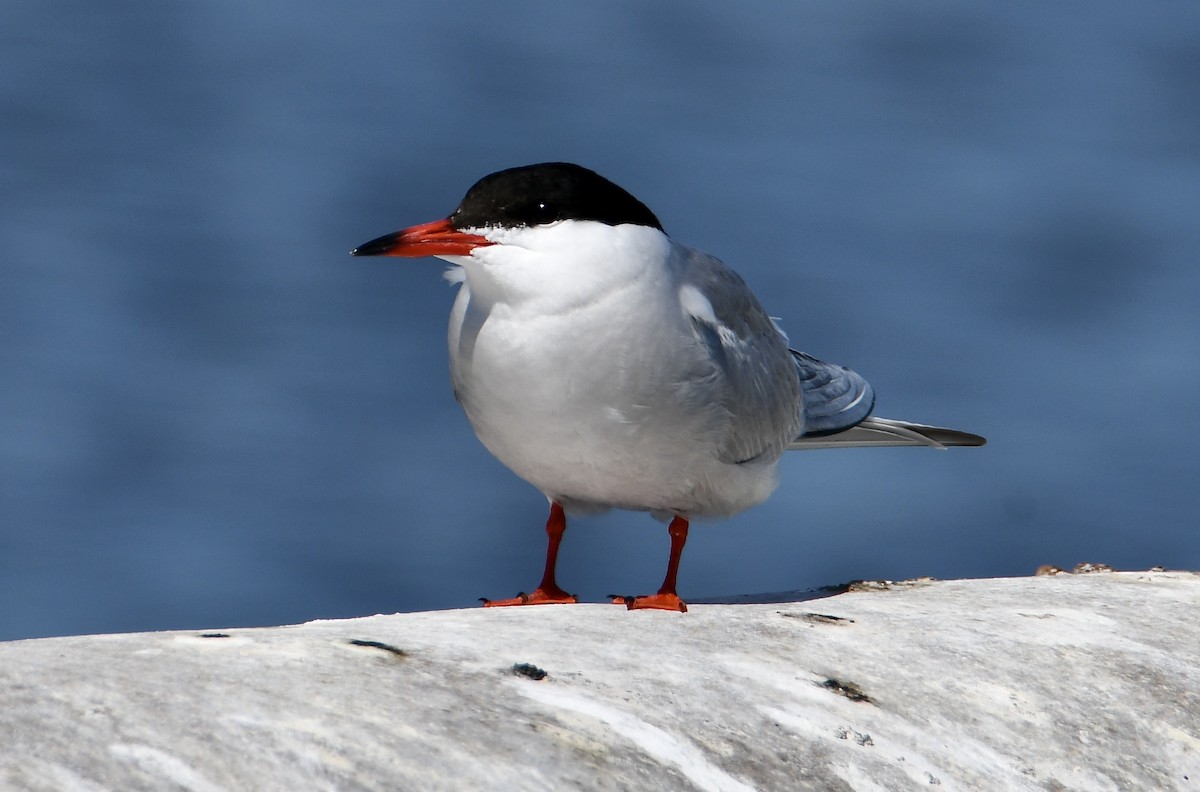 Common Tern - ML619760720