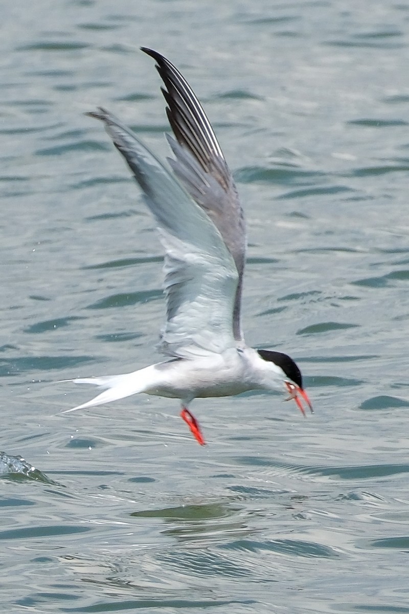 Common Tern - ML619760727