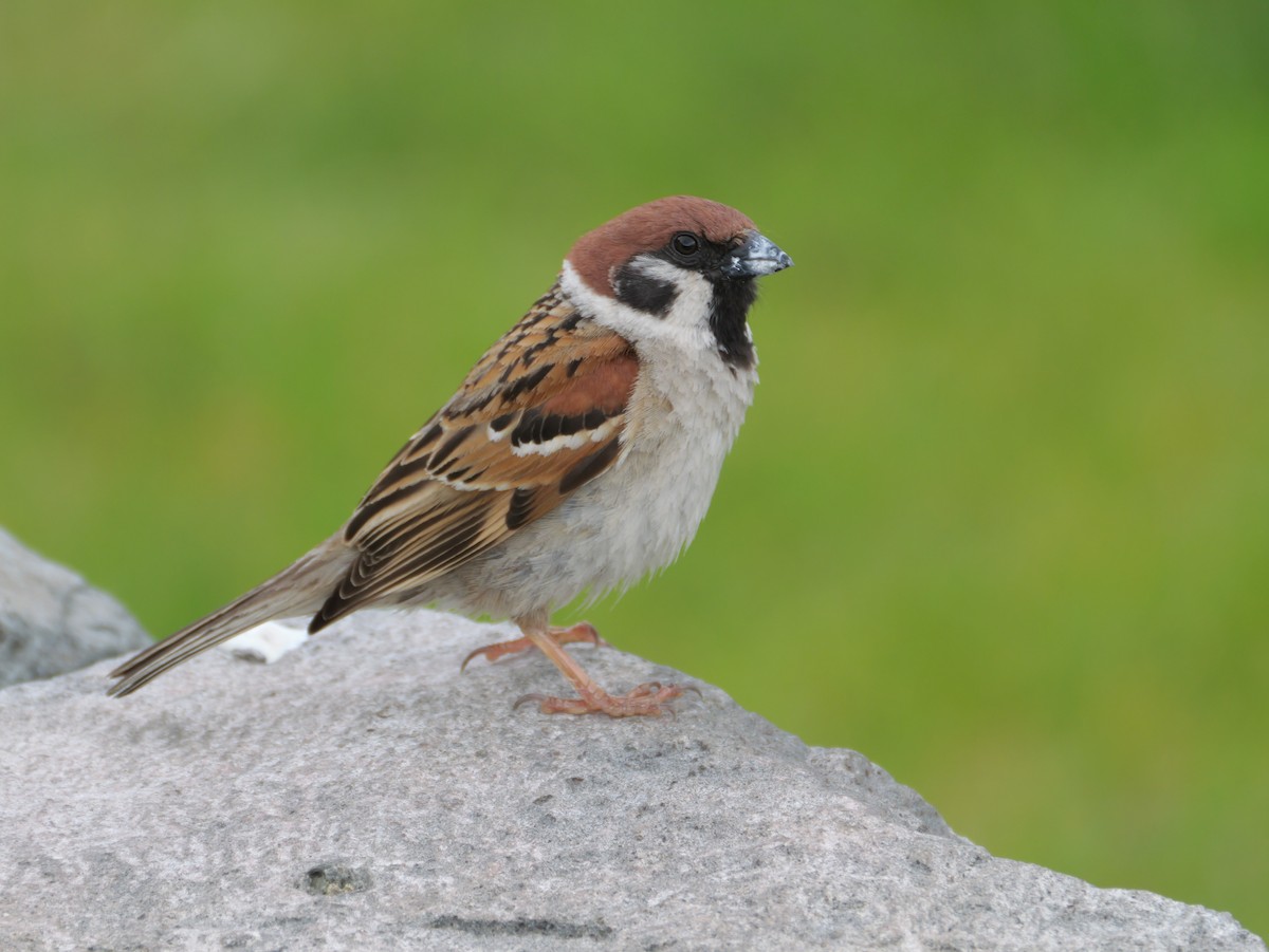 Eurasian Tree Sparrow - ML619760744