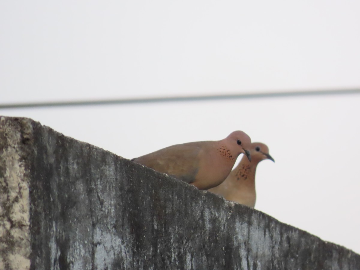 Laughing Dove - ML619760763