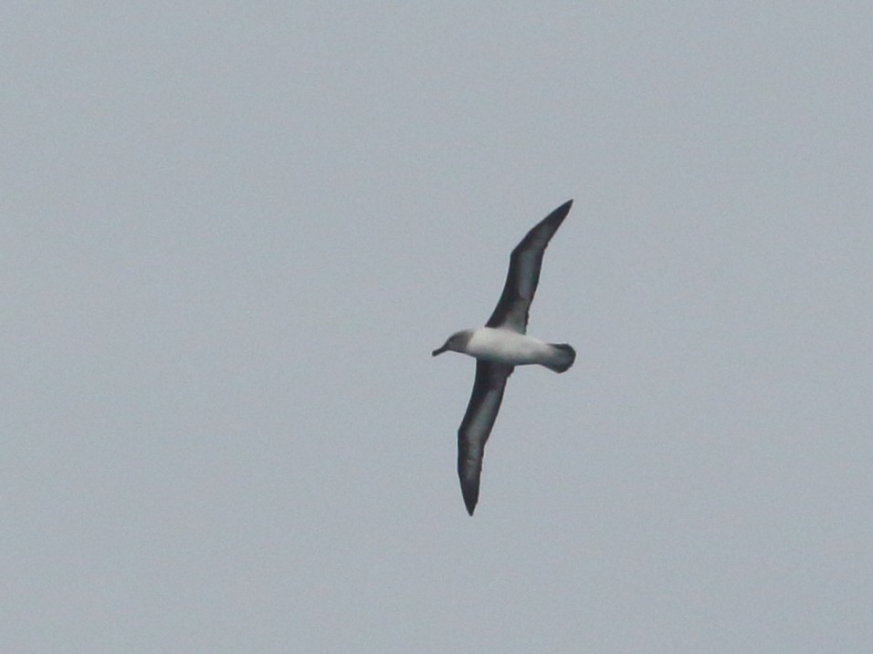 Gray-headed Albatross - ML619760790