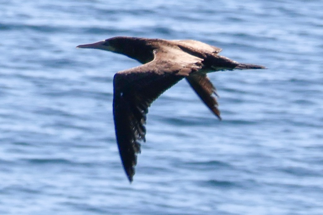 Brown Booby - ML619760793