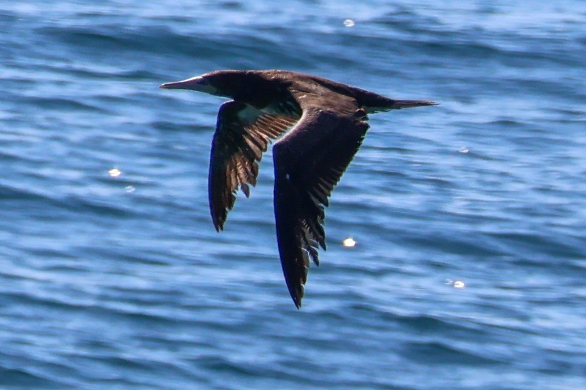 Brown Booby - ML619760794