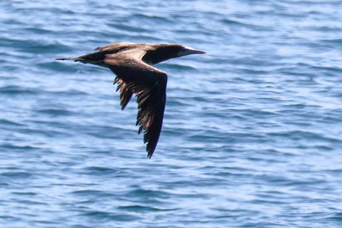 Brown Booby - ML619760795