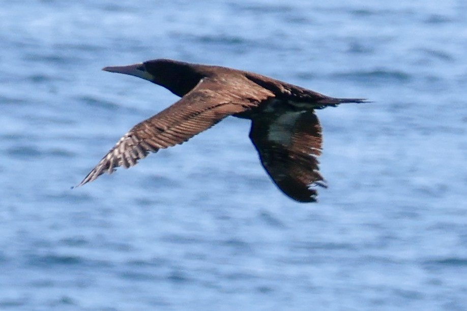 Brown Booby - ML619760796