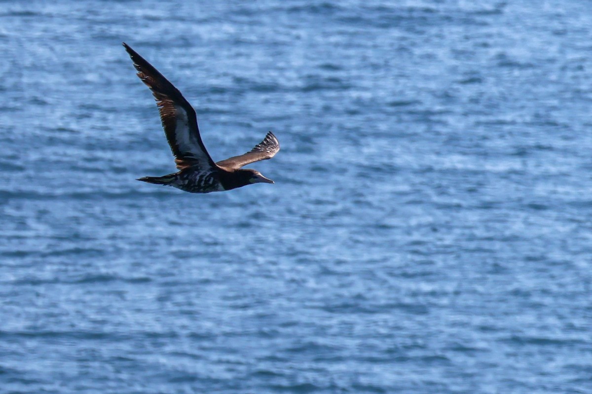 Brown Booby - ML619760797