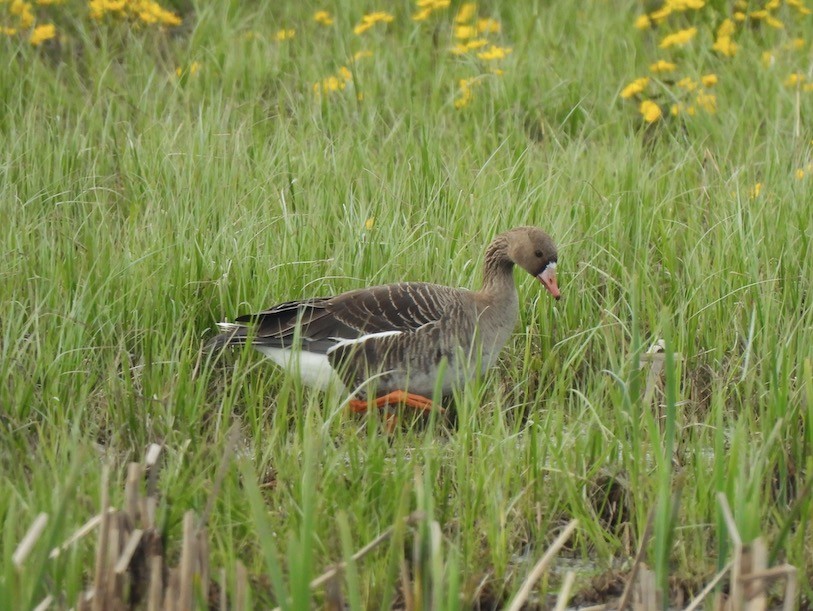 Greater White-fronted Goose - ML619760803