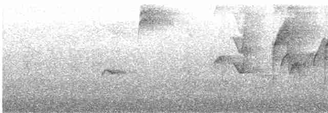 Kestane Kulaklı Arapbülbülü - ML619760829