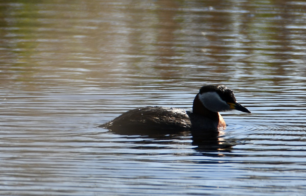 Red-necked Grebe - ML619760838