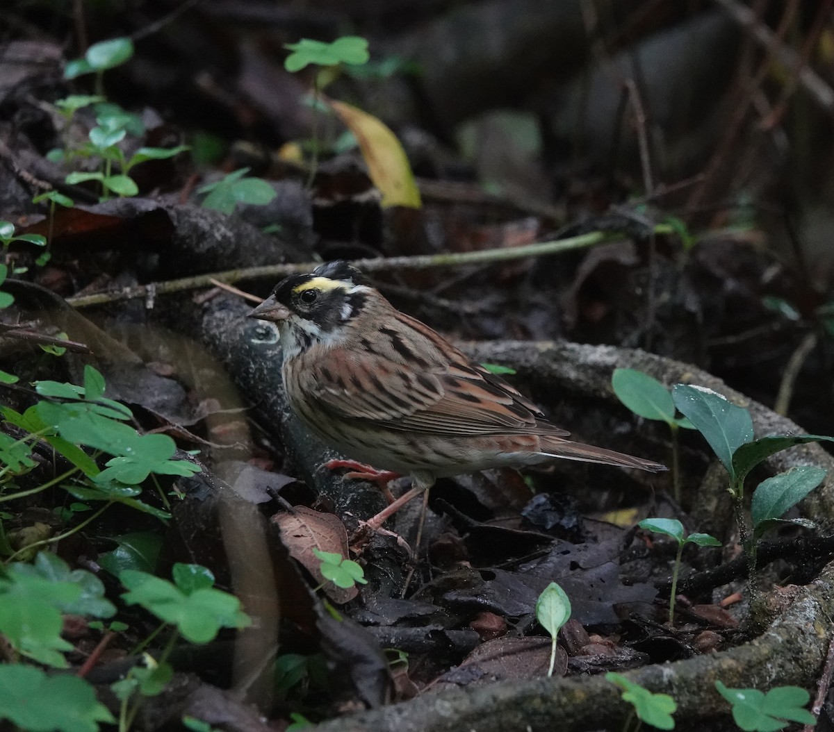 Yellow-browed Bunting - ML619760839