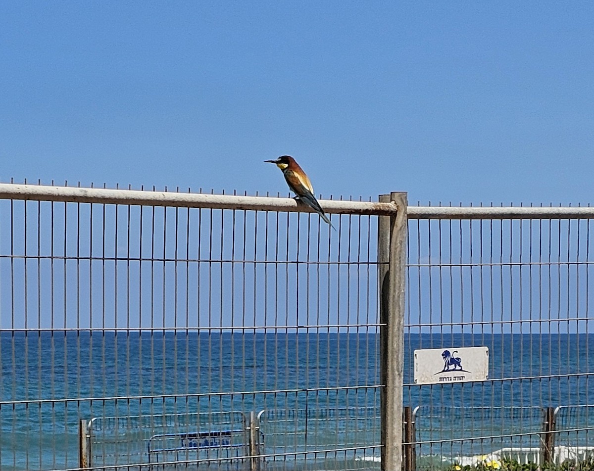 European Bee-eater - ML619760842