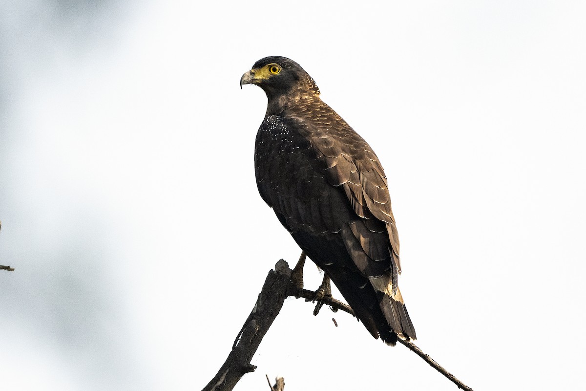 Crested Serpent-Eagle - ML619760879
