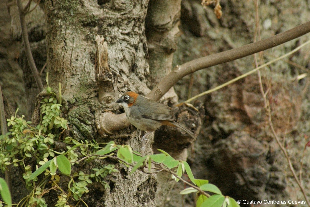 Rusty-crowned Ground-Sparrow - Gustavo Contreras Cuevas