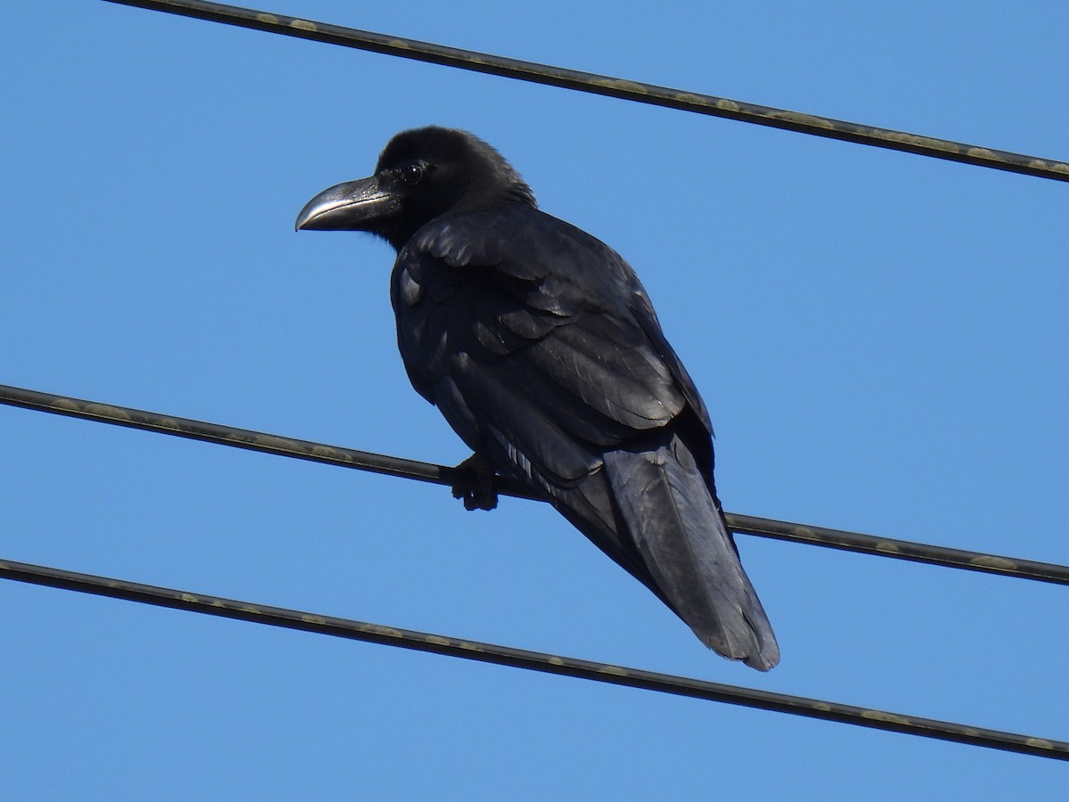 Large-billed Crow - ML619760912