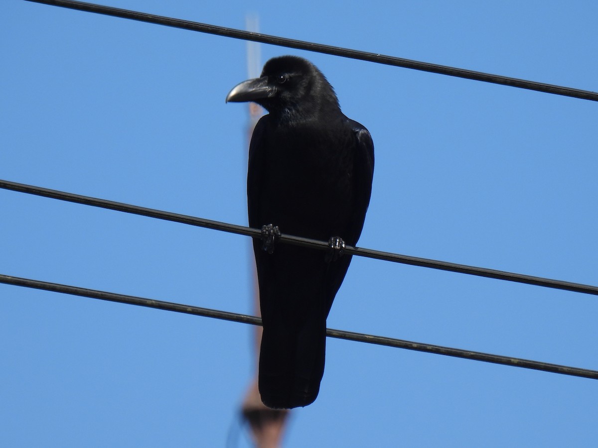 Large-billed Crow - ML619760913
