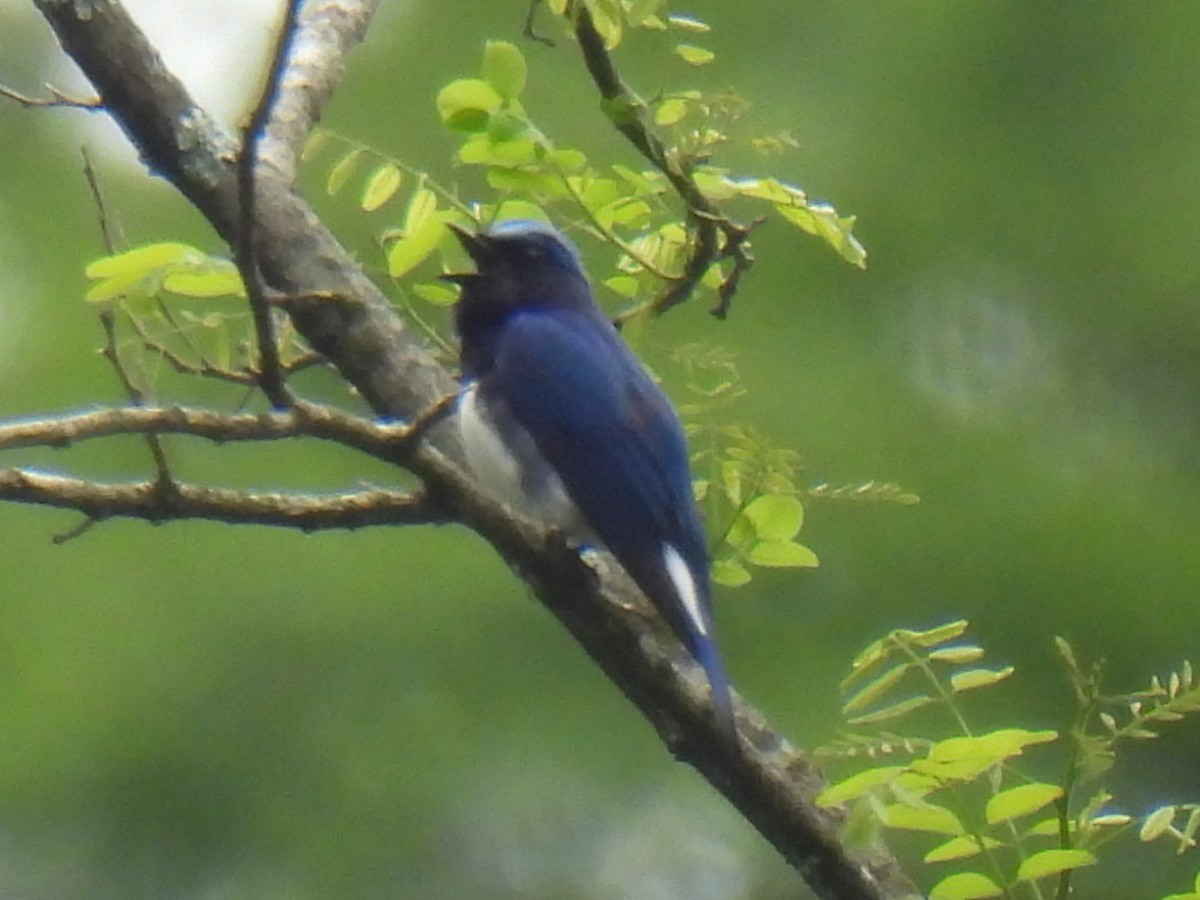 Blue-and-white Flycatcher - ML619760923