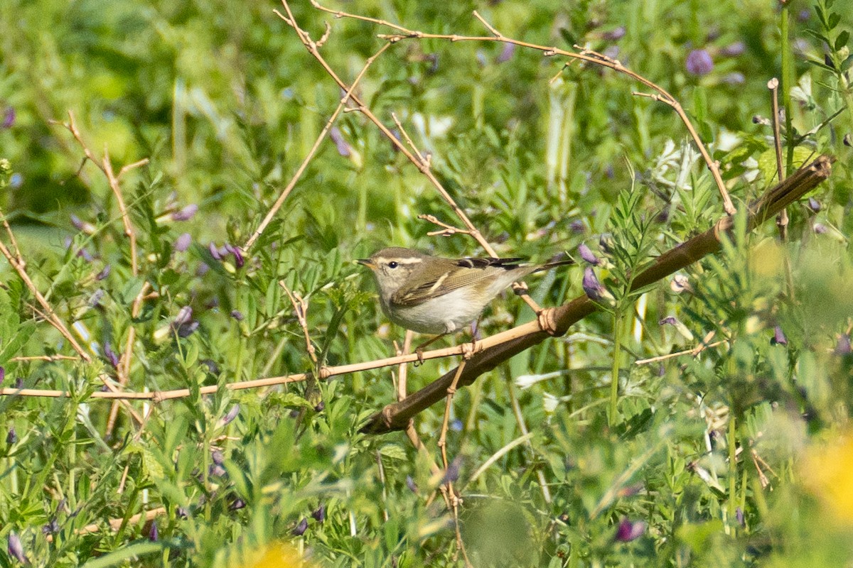 Yellow-browed Warbler - ML619760940