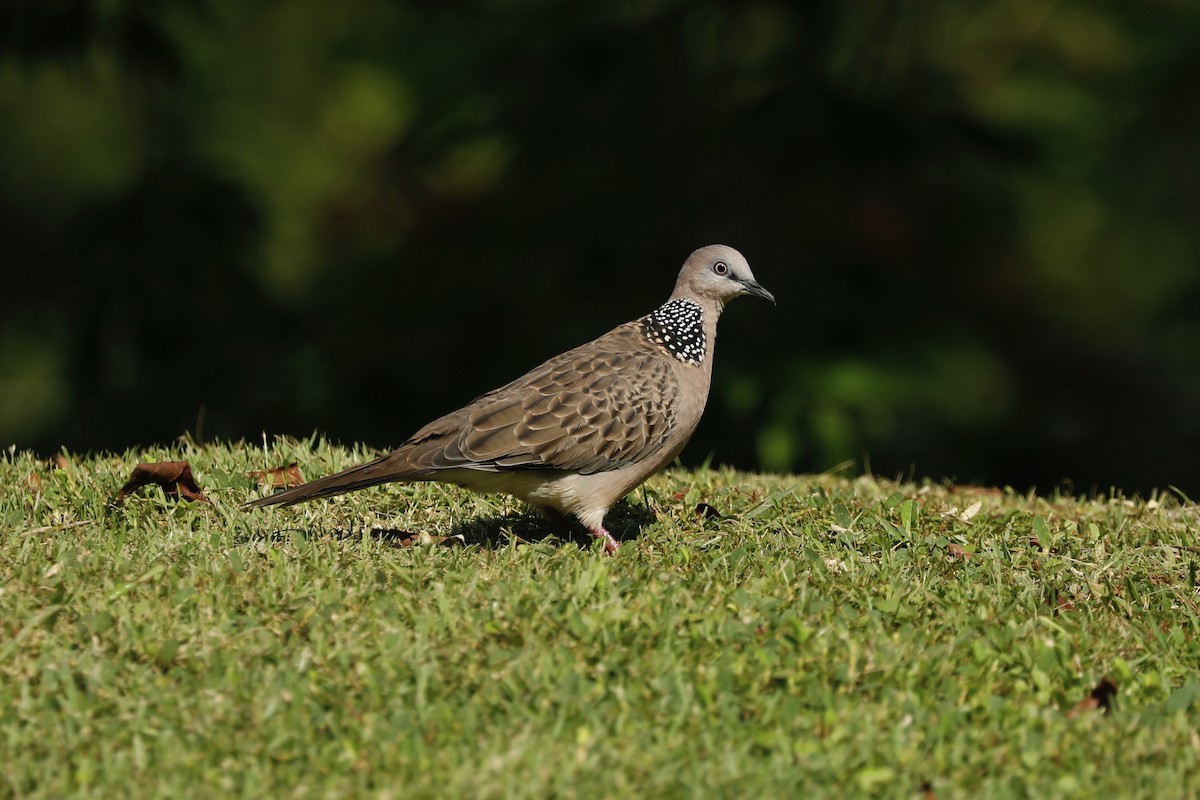 Spotted Dove - ML619760942
