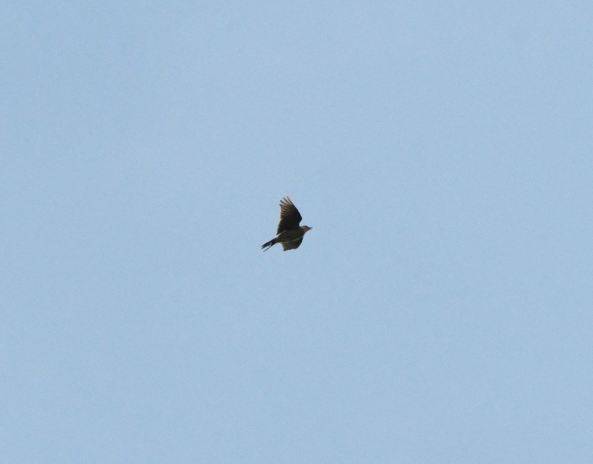 Eurasian Skylark (European) - ML619760949