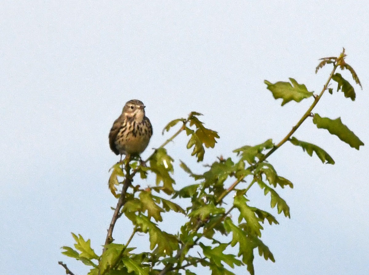 Meadow Pipit - ML619760987