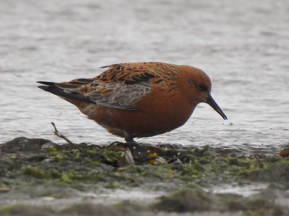 Red Knot - ML619760988