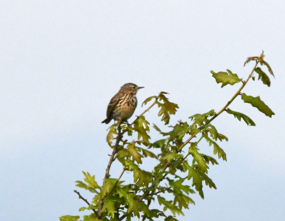 Meadow Pipit - ML619760989