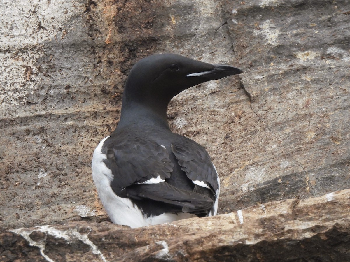 Thick-billed Murre - ML619760998