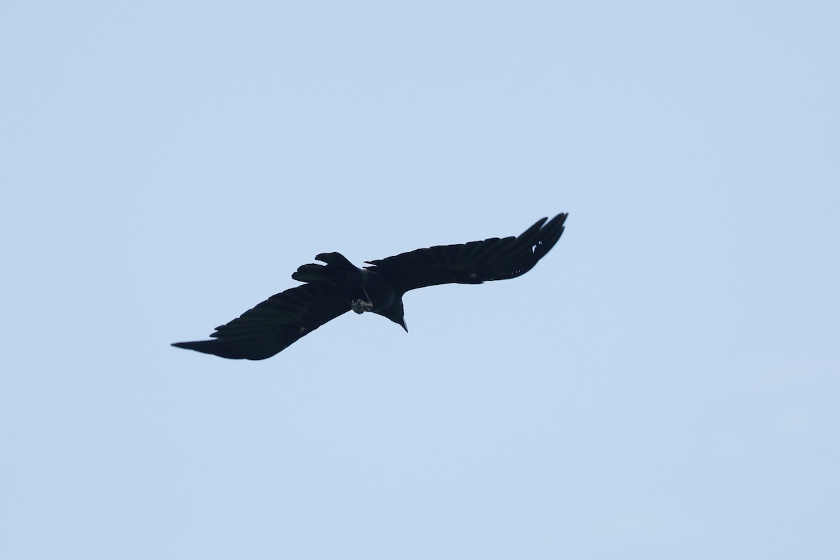 Large-billed Crow - ML619761006