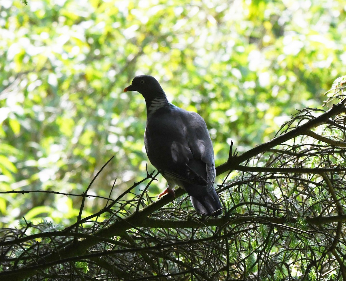 Common Wood-Pigeon (White-necked) - ML619761009