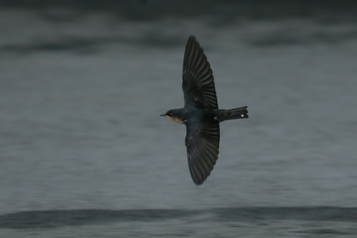 Pacific Swallow - ML619761024