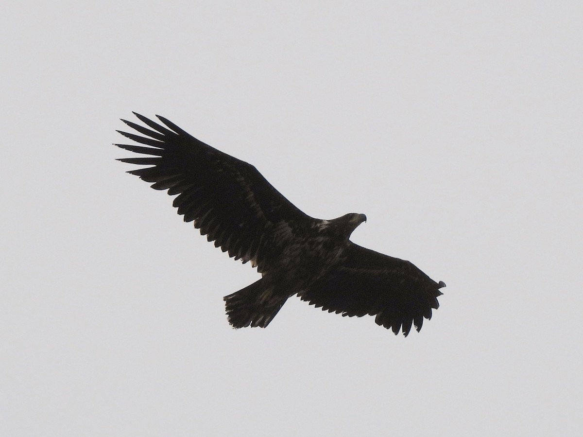 White-tailed Eagle - ML619761028
