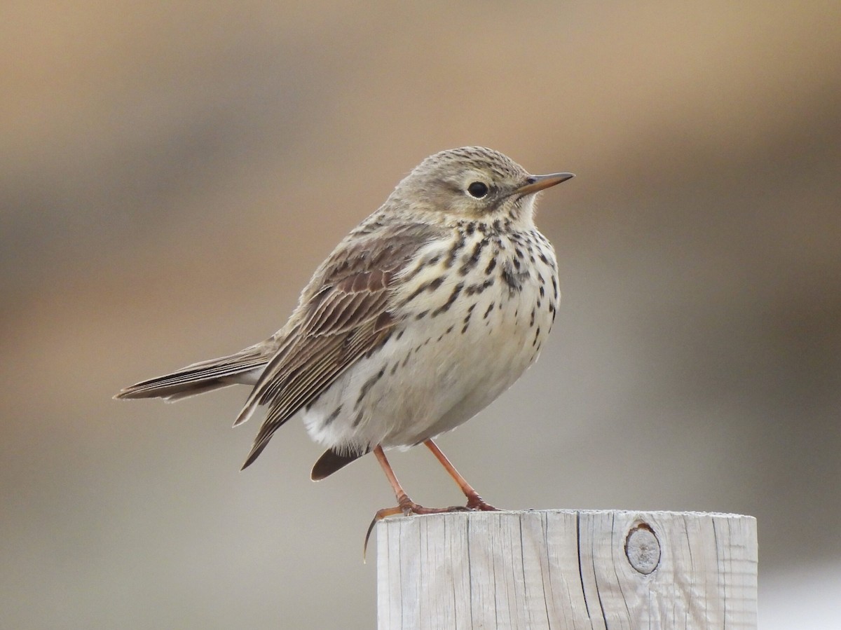 Meadow Pipit - ML619761053