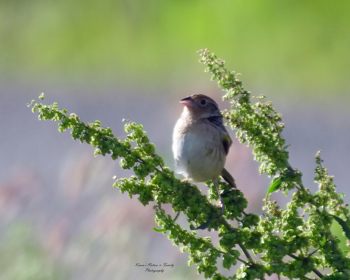 Grasshopper Sparrow - ML619761054