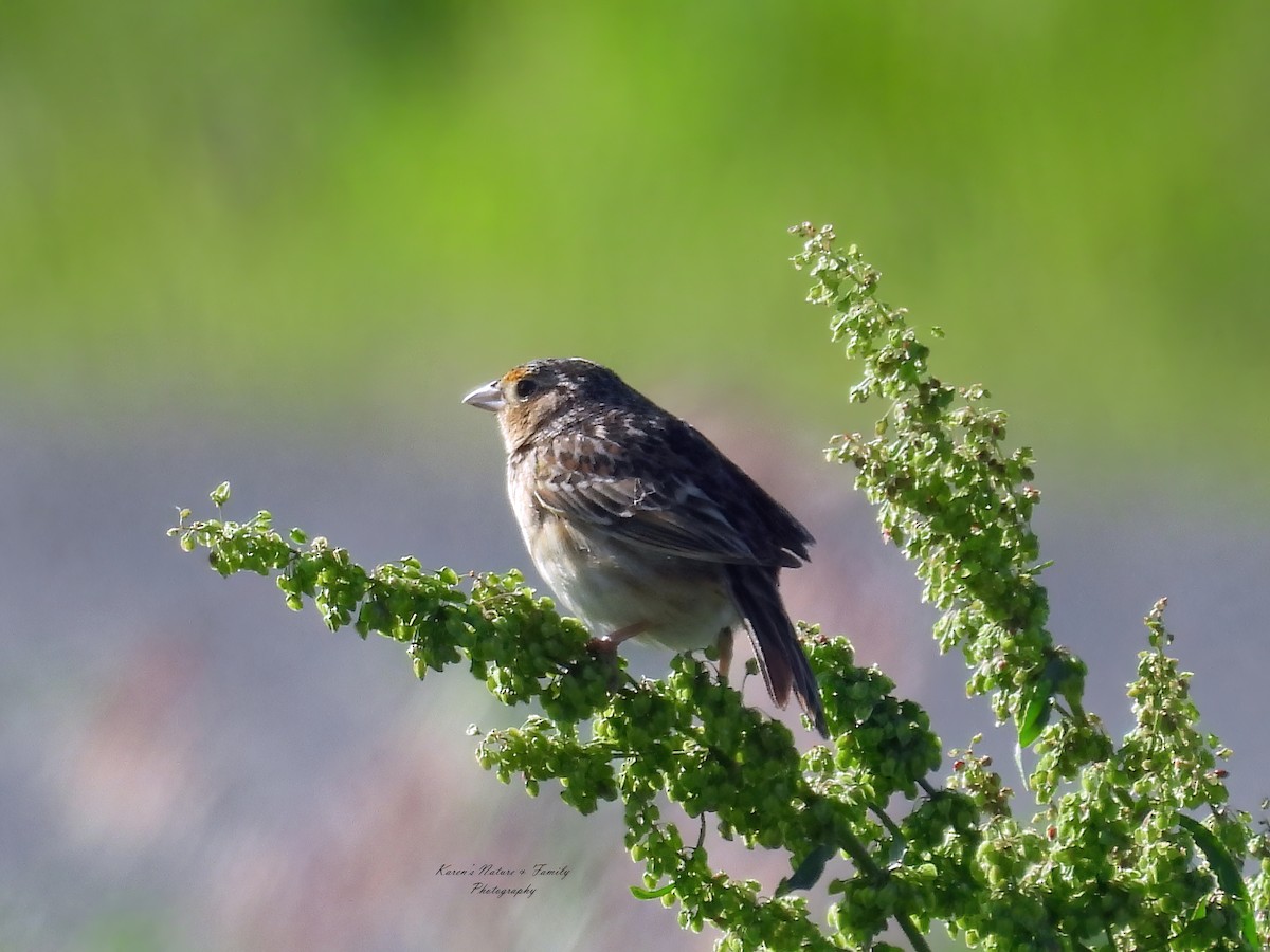 Grasshopper Sparrow - ML619761056