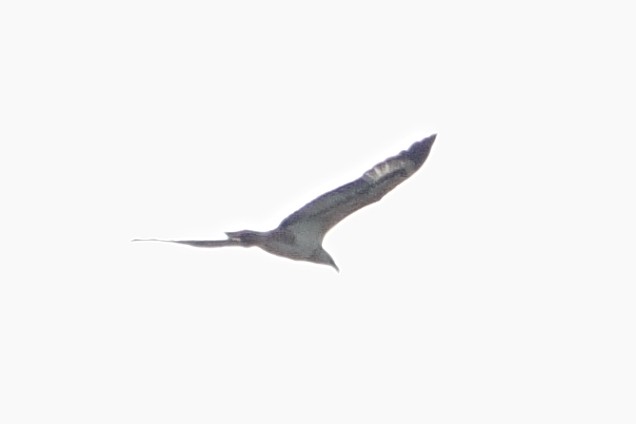 Белобрюхий орлан - ML619761063