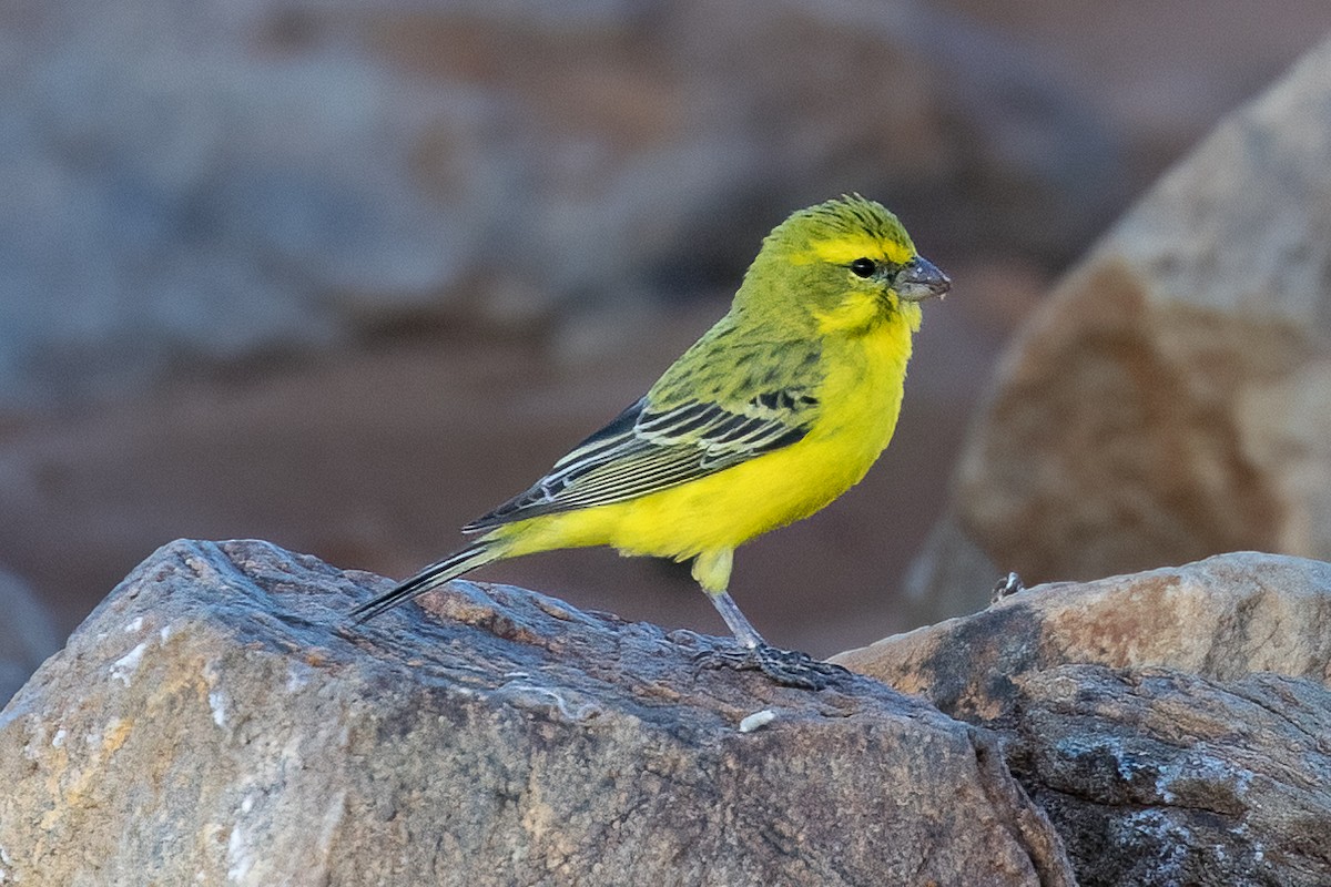 Yellow Canary - ML619761071