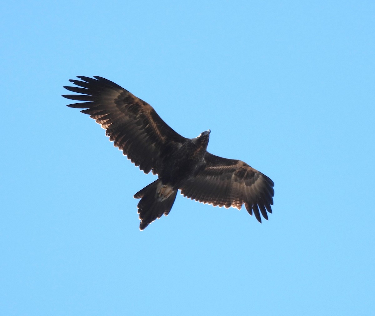 Wedge-tailed Eagle - ML619761092