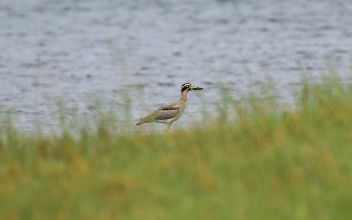 Great Thick-knee - ML619761109