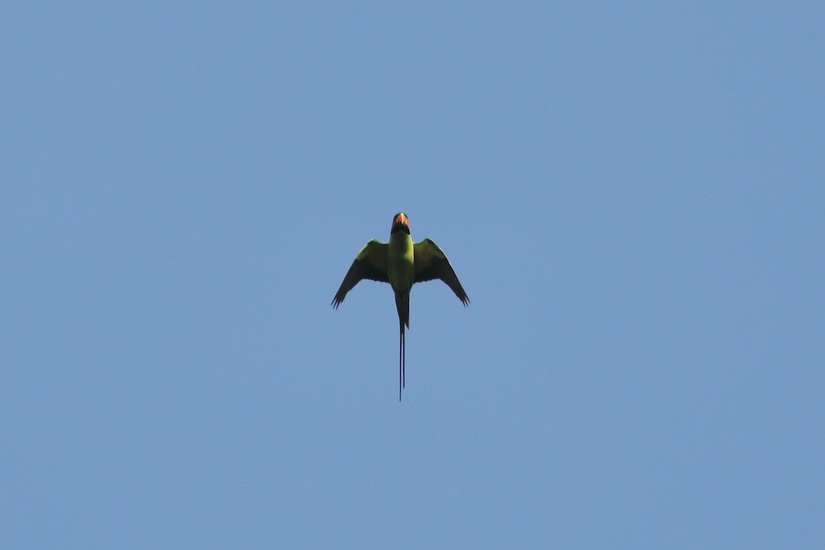 Long-tailed Parakeet - ML619761124