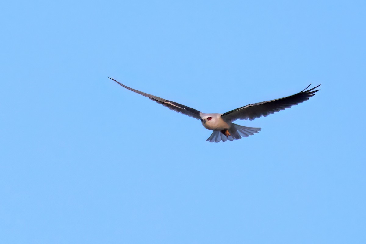 Black-shouldered Kite - ML619761125