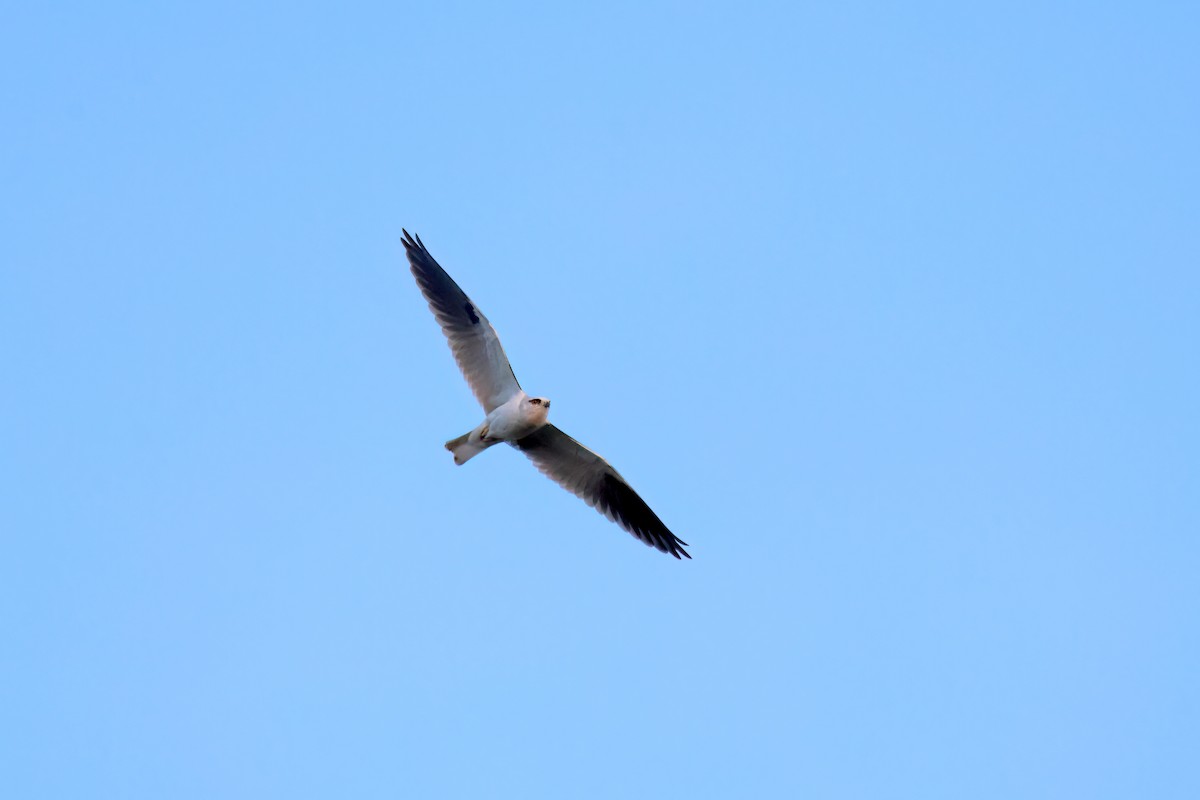 Black-shouldered Kite - ML619761128