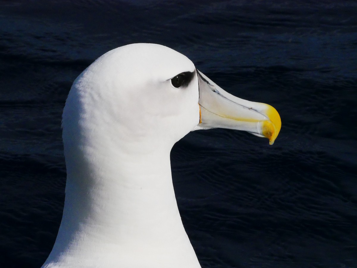 White-capped Albatross - ML619761144