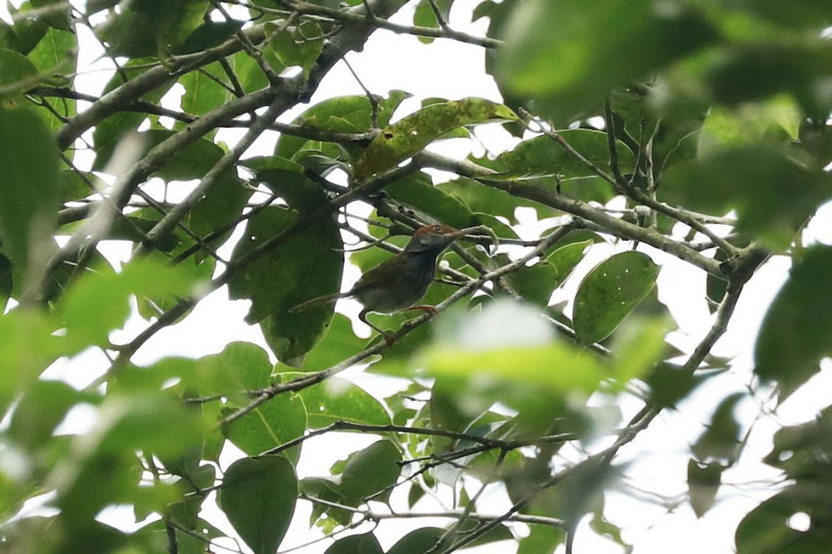 Dark-necked Tailorbird - ML619761152