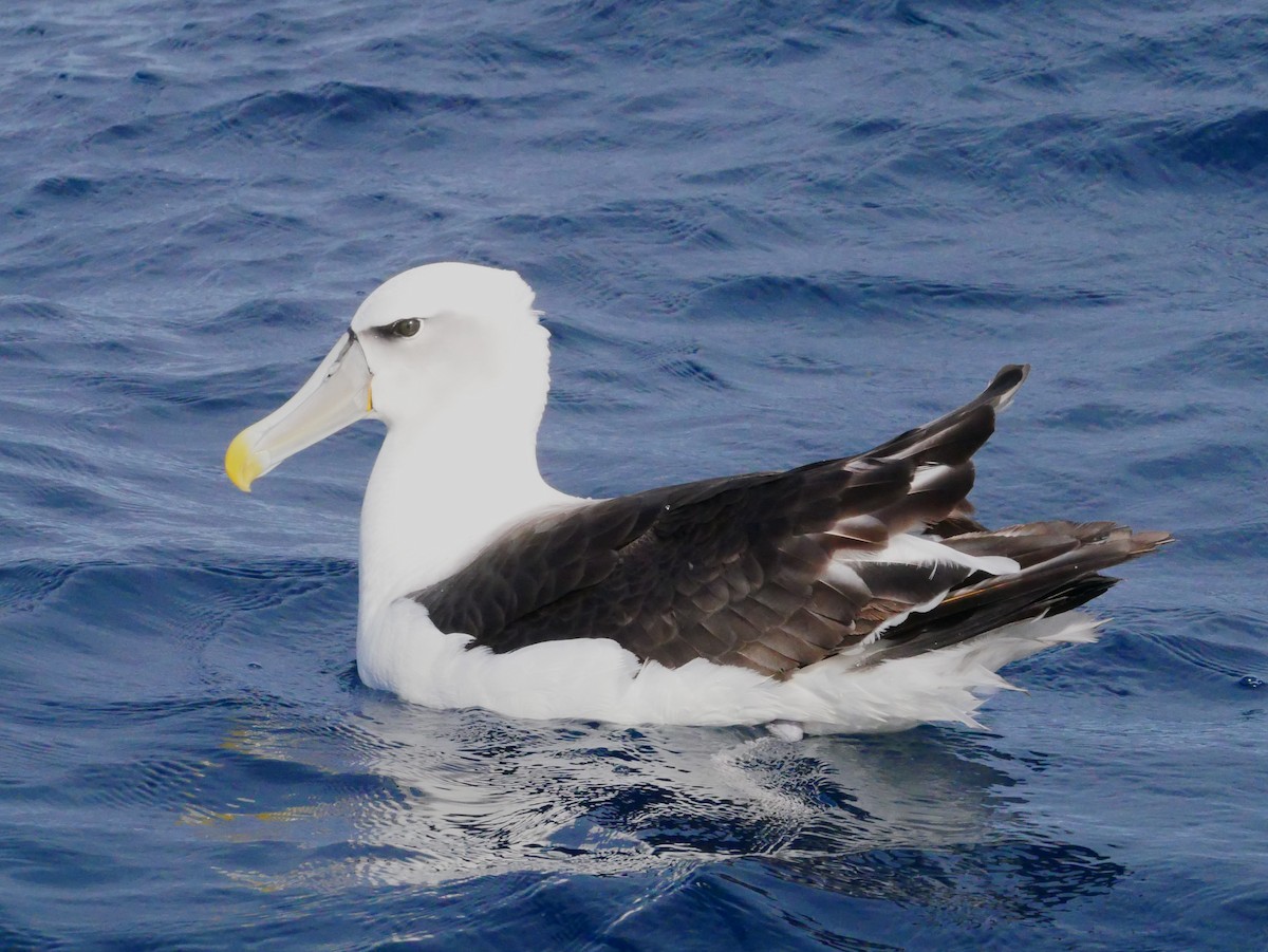 White-capped Albatross - ML619761154