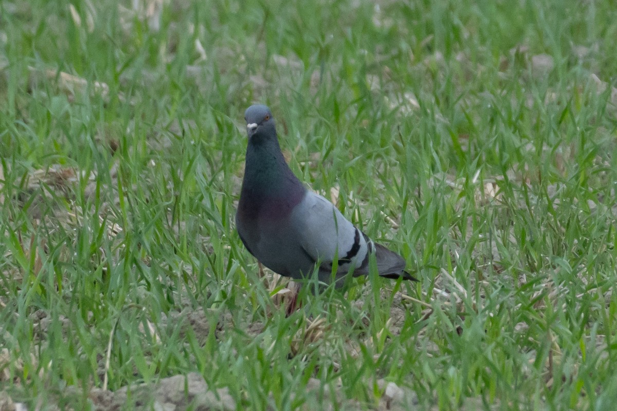 Rock Pigeon (Feral Pigeon) - ML619761156