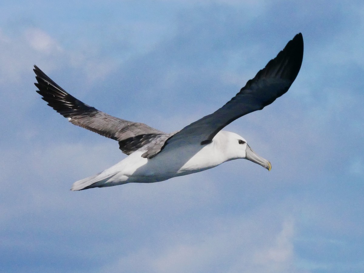 White-capped Albatross - ML619761159